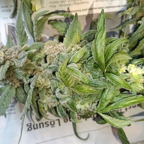 Auto Orange Bud growlog timeline photo