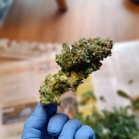 Auto Orange Bud growlog timeline photo
