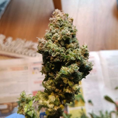 Auto Orange Bud growlog timeline photo