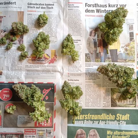 Auto Orange Bud growlog timeline photo