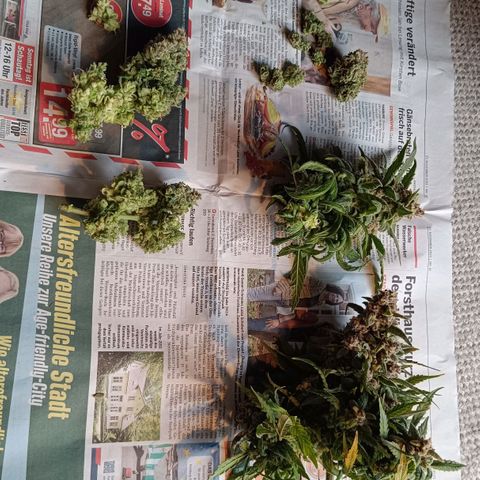 Auto Orange Bud growlog timeline photo