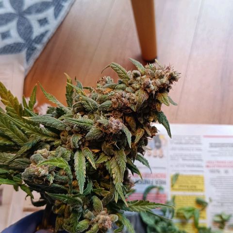 Auto Orange Bud growlog timeline photo