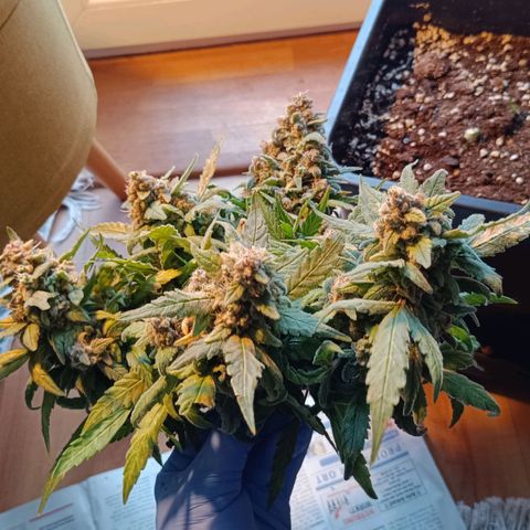 Auto Orange Bud growlog timeline photo
