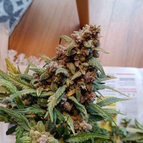 Auto Orange Bud growlog timeline photo