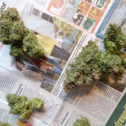 Auto Orange Bud growlog timeline photo