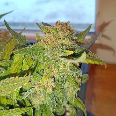 Auto Orange Bud growlog timeline photo