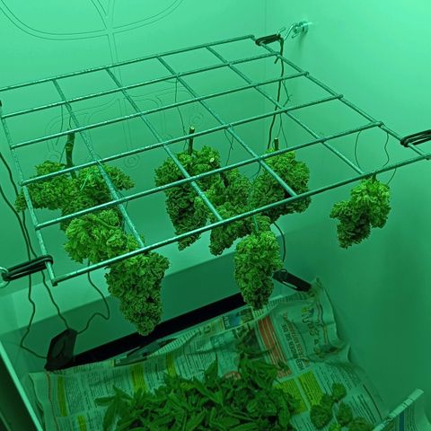 Auto Orange Bud growlog timeline photo