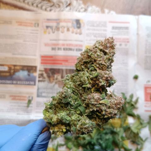 Auto Orange Bud growlog timeline photo