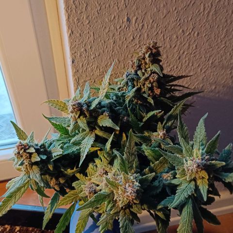 Auto Orange Bud growlog timeline photo