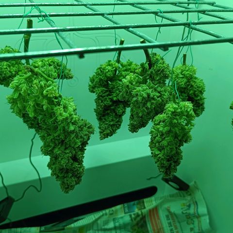 Auto Orange Bud growlog timeline photo