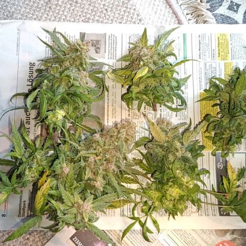 Auto Orange Bud growlog timeline photo