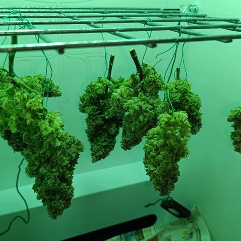 Auto Orange Bud growlog timeline photo