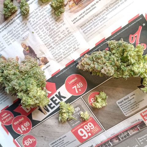 Auto Orange Bud growlog timeline photo