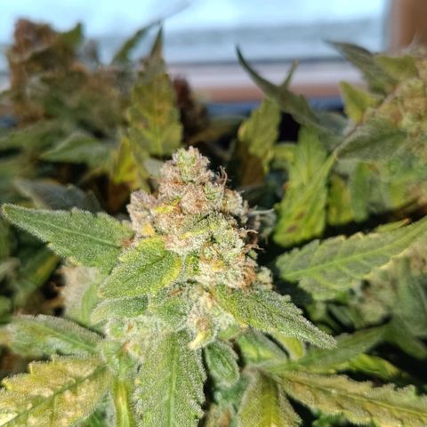 Auto Orange Bud growlog timeline photo