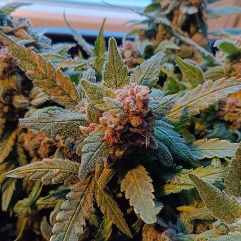 Auto Orange Bud growlog timeline photo