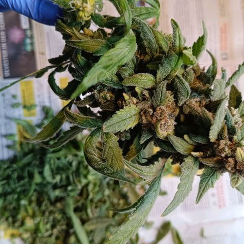 Auto Orange Bud growlog timeline photo