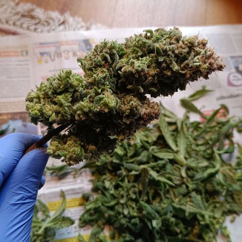 Auto Orange Bud growlog timeline photo