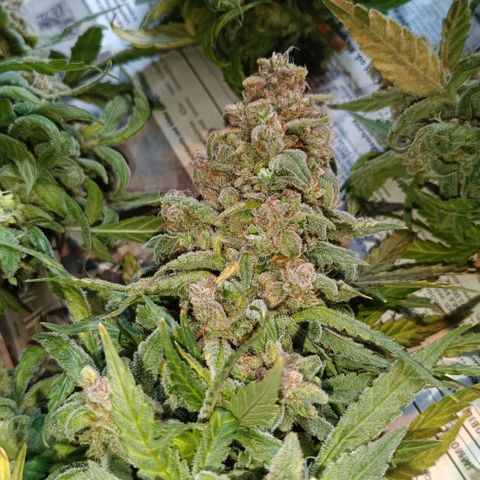 Auto Orange Bud growlog timeline photo