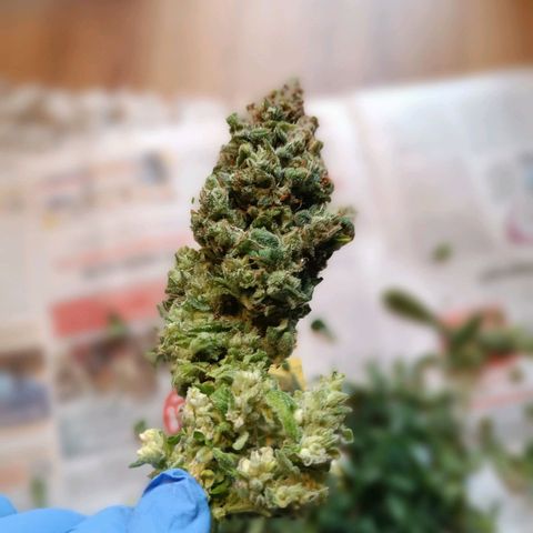 Auto Orange Bud growlog timeline photo