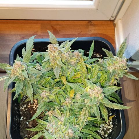 Auto Orange Bud growlog timeline photo