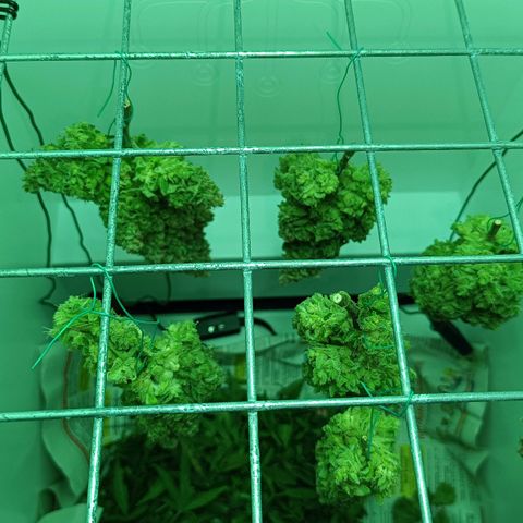 Auto Orange Bud growlog timeline photo