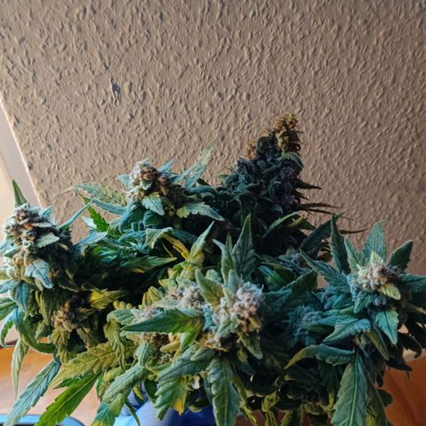 Auto Orange Bud growlog timeline photo