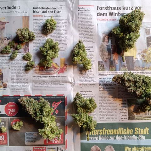 Auto Orange Bud growlog timeline photo