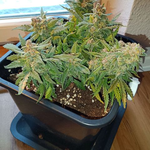 Auto Orange Bud growlog timeline photo