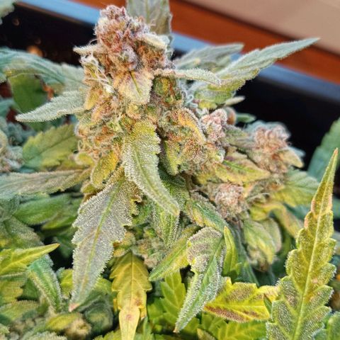 Auto Orange Bud growlog timeline photo