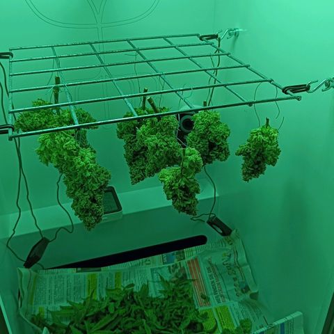 Auto Orange Bud growlog timeline photo