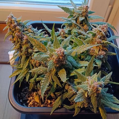 Auto Orange Bud growlog timeline photo