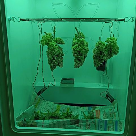Auto Orange Bud growlog timeline photo
