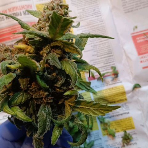 Auto Orange Bud growlog timeline photo