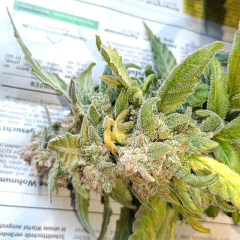 Auto Orange Bud growlog timeline photo