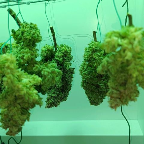 Auto Orange Bud growlog timeline photo