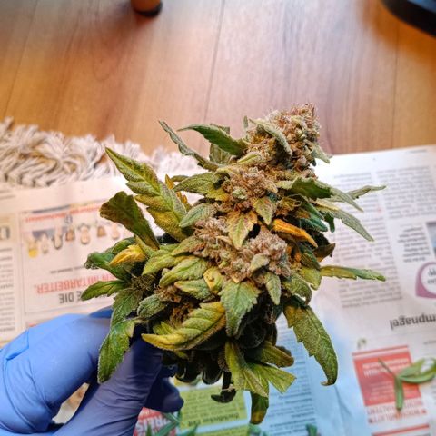 Auto Orange Bud growlog timeline photo