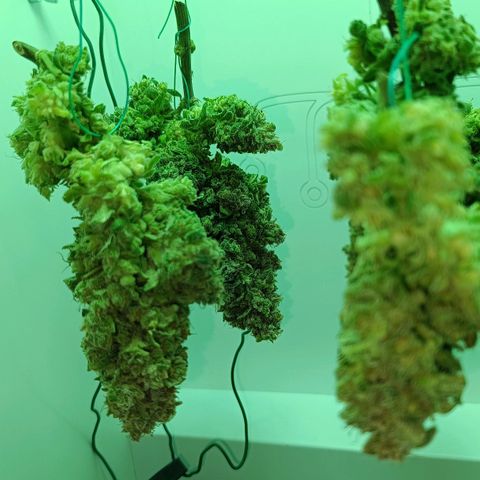 Auto Orange Bud growlog timeline photo
