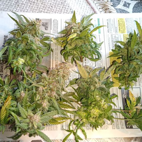 Auto Orange Bud growlog timeline photo