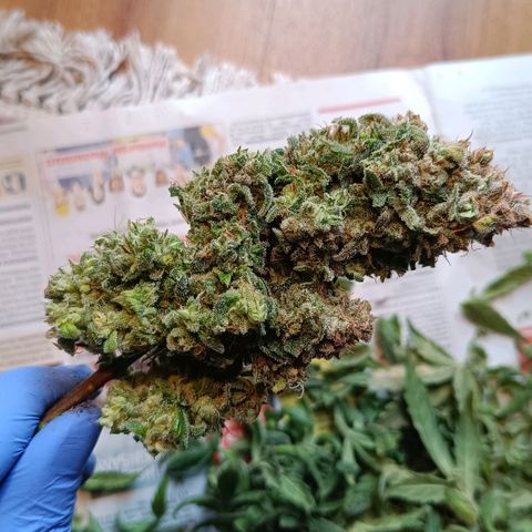 Auto Orange Bud growlog timeline photo