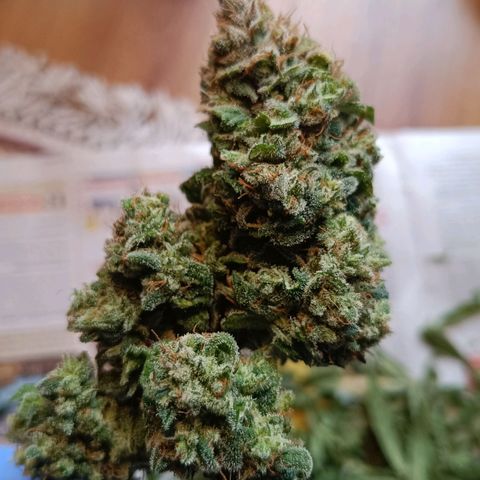 Auto Orange Bud growlog timeline photo