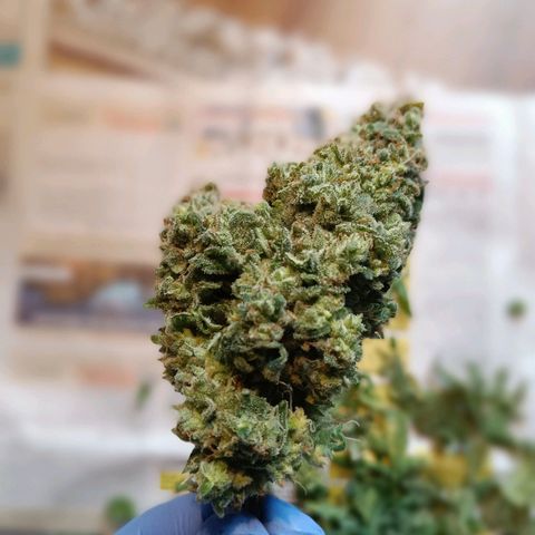 Auto Orange Bud growlog timeline photo