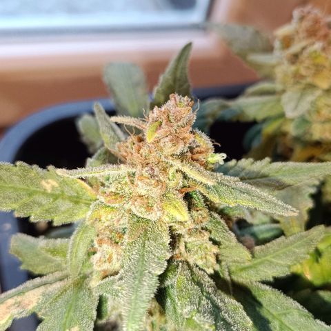 Auto Orange Bud growlog timeline photo
