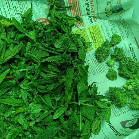 Auto Orange Bud growlog timeline photo
