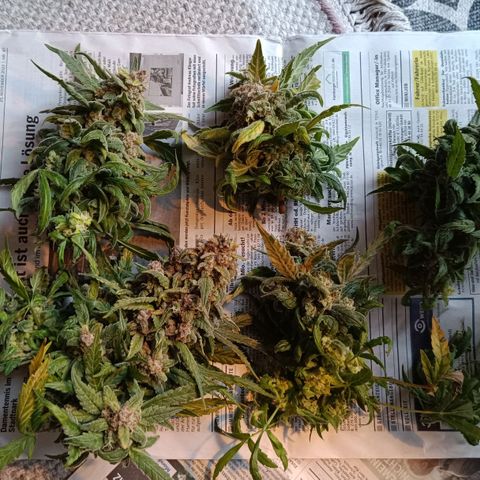 Auto Orange Bud growlog timeline photo