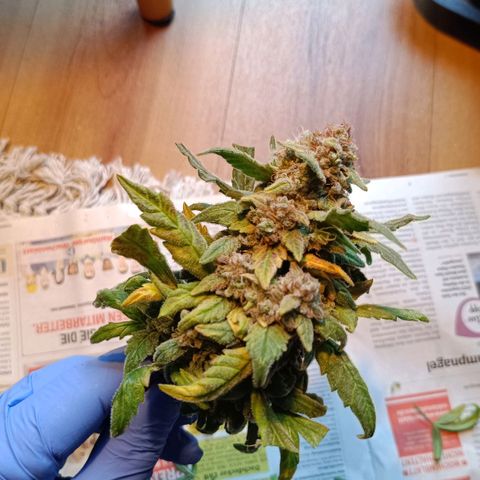 Auto Orange Bud growlog timeline photo