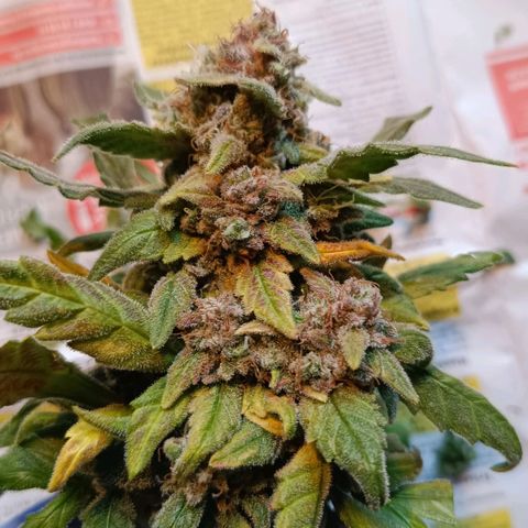 Auto Orange Bud growlog timeline photo