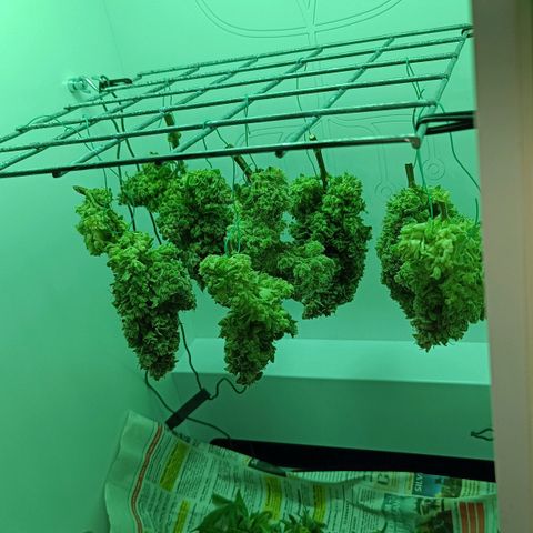 Auto Orange Bud growlog timeline photo