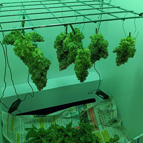 Auto Orange Bud growlog timeline photo