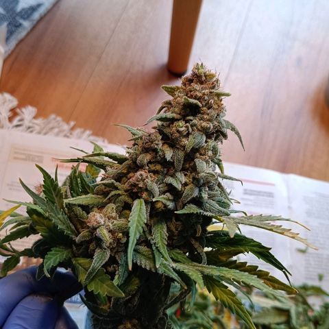 Auto Orange Bud growlog timeline photo