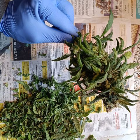 Auto Orange Bud growlog timeline photo